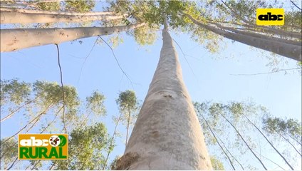 Abc Rural: Uso de hidrogel en siembra de eucalipto