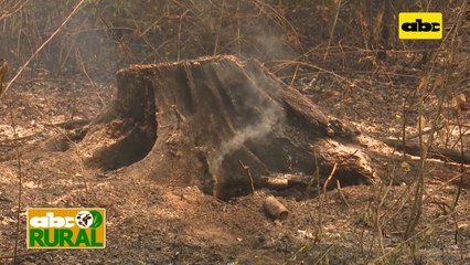 Abc Rural: Daño que causa la quema al suelo (I)