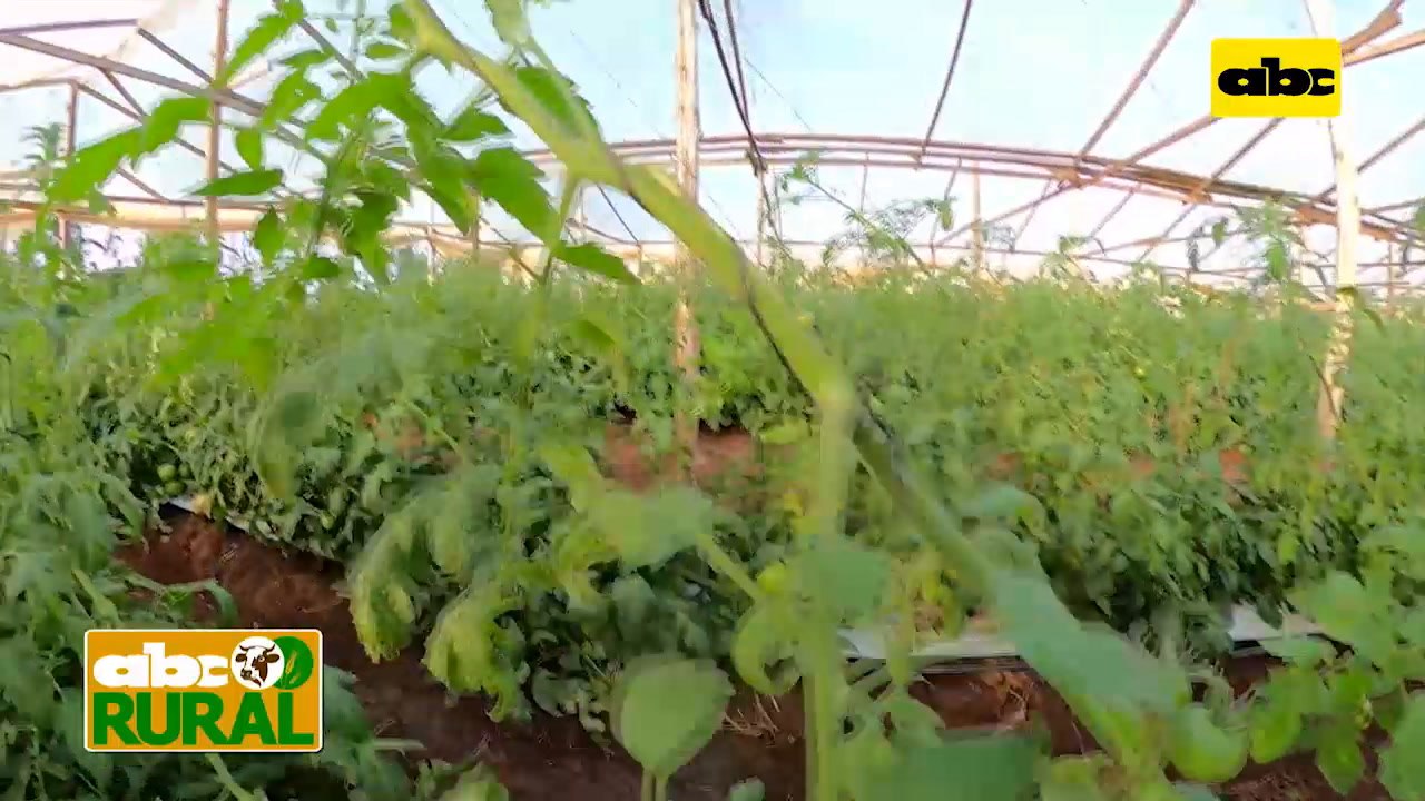 Abc Rural: Control de ralstonia en cultivo de tomate