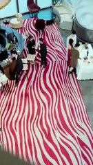 Forced to marry a lame man, luckily she wed a handsome CEO and was adored - Drama Chinese