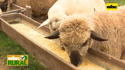 Abc Rural: Suplementación especial para hembras ovinas