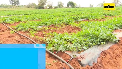 Abc Rural: Ventaja del sistema de riego por goteo en cultivo de sandia