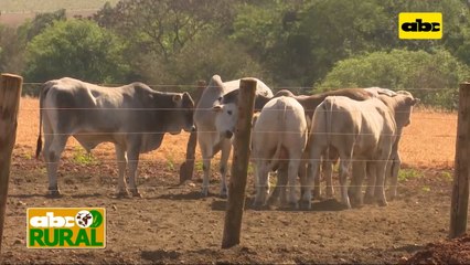 Abc Rural: Producción ganadera a ciclo completo en Estancia Arroyo Pozuelo