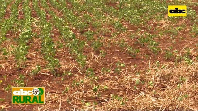Abc Rural: Comportamiento de variedades de soja Great Seeds ante sequía