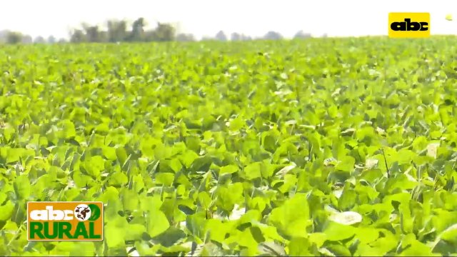 Abc Rural: Variedades de soja Great seeds y su acompañamiento ante la sequía