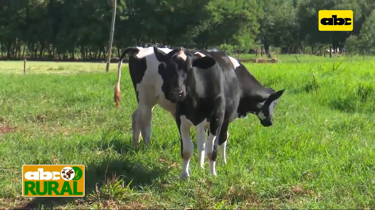 Abc Rural: Aprovechamiento de machos Holando