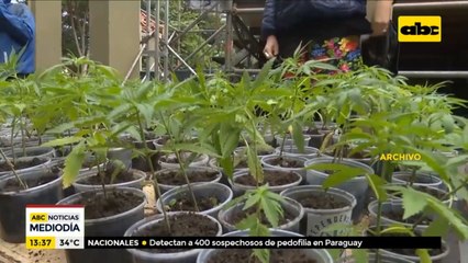 Senado rechaza veto a uso de cannabis medicinal