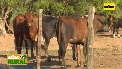 ABC Rural: Plan de recuperación de animales con el balanceado Pasto Guasu