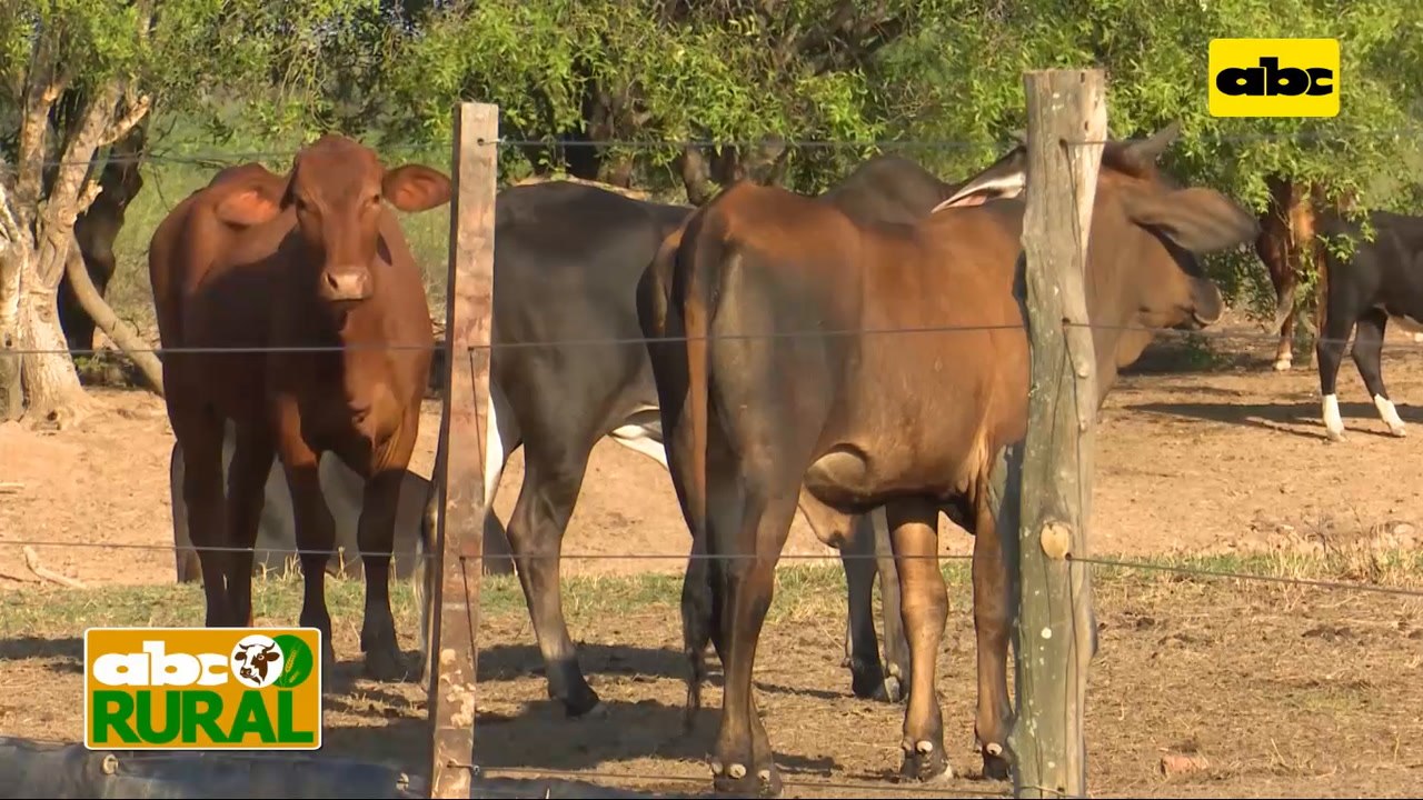 ABC Rural: Plan de recuperación de animales con el balanceado Pasto Guasu