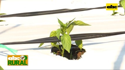 Abc Rural: Cultivo de locote maravilloso