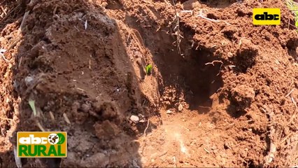 Abc Rural: Trasplante de sandía a lugar definitivo