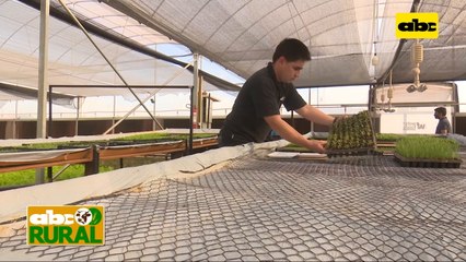Abc Rural: Producción hidropónica en sistema floating paso a paso II