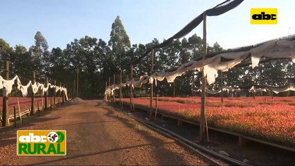 Abc Rural: Cómo definir la densidad de siembra de acuerdo al objetivo forestal