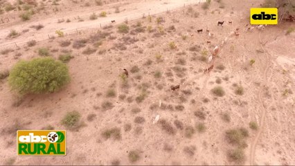 Abc Rural: Recuperación de vacas con cría tras sequía en el Chaco