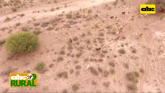 Abc Rural: Recuperación de vacas con cría tras sequía en el Chaco