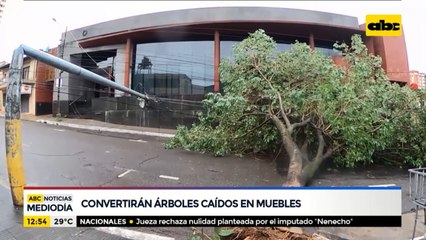Convertirán árboles caídos en muebles