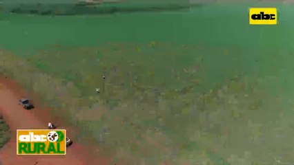 Abc Rural: Acción de herbicidas en soja y cómo estimularlas