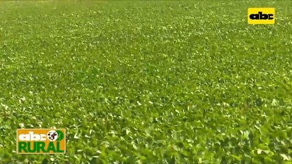 Abc Rural: Soja Great Seeds en con tolerancia a sequía (II)