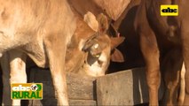 Abc Rural: Separación temporal de terneros para un destete tranquilo