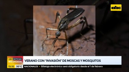 Verano con invasión de moscas y mosquitos