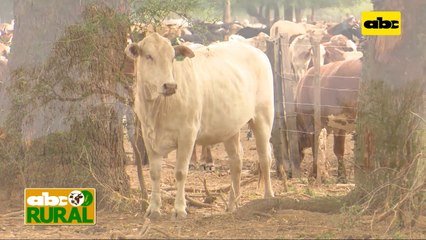 Abc Rural: Destete precoz de ternero en el Chaco y estrategia ante sequía
