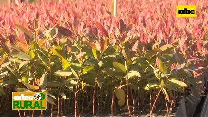 Abc Rural: Presidenta del Infona habla sobre Ley de Deforestación “0”