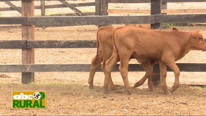 Abc Rural: Resultado de trabajo de mejoramiento genético en Brangus