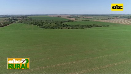 Abc Rural: Cómo lograr un buen arranque del cultivo de soja II