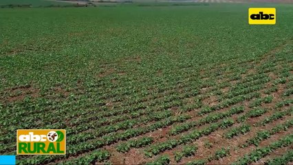 Abc Rural: Cómo lograr un buen arranque del cultivo de soja I