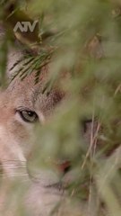 The Silent Hunter 🦁 Eye of The Wild