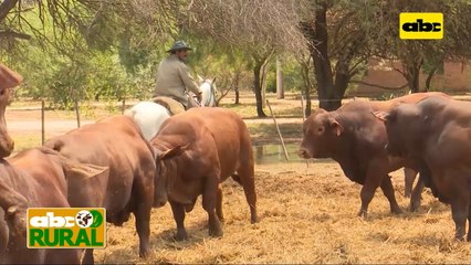Abc Rural: Asesoramiento y planes en ganadería ante problemas de sequía en el Chaco