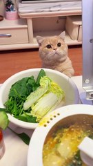 🥺 “Mom… You’re Really Not Giving Me a Bite?” | Cute Begging Kitty 😿🍽️