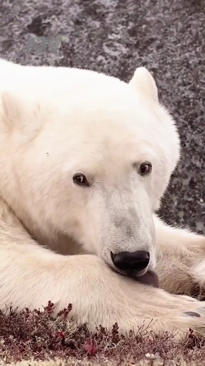 King of the Arctic 🐨 The Lone Wanderer #bear