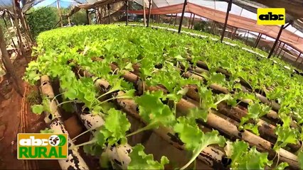 ABC Rural: Ataque de Pythium a cultivos hidropónicos