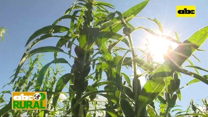 ABC Rural: Uso de defensivos en sésamo