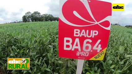 ABC Rural: En Pirapó mostraron variedades de Baup