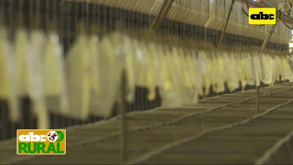 ABC Rural: Piden que Taiwán compre carne de cerdo de Paraguay