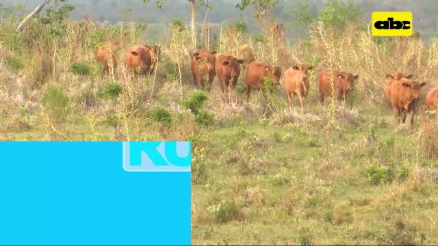 ABC Rural: Manejo nutricional de hembras de reposición en campo natural