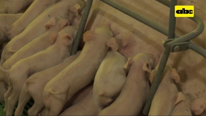 ABC Rural: Situación de la producción porcina en Paraguay