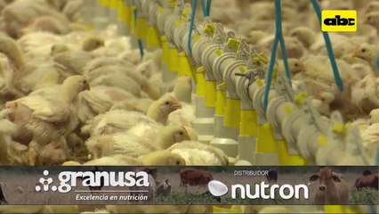 ABC Rural: Importancia de los comederos automáticos en avicultura (II)