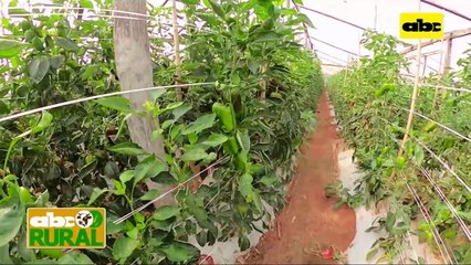 ABC Rural: Productor hortícola habla de cuanto creció con el uso de tecnología