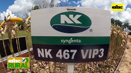 ABC Rural: Presentaron maíces híbridos con más biotecnología