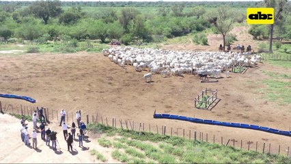 ABC Rural: Ganadería en La Patria, Chaco, e incursión a agricultura