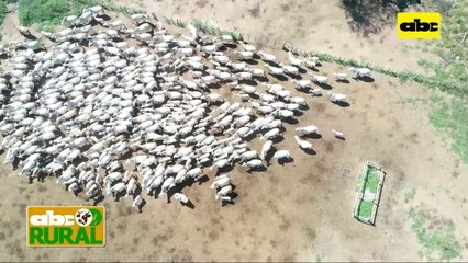 ABC Rural: Guardar en época de abundancia, y más en el Chaco