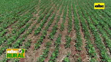 ABC Rural: Buen manejo de suelo se refleja en aumento de rendimientos (II)