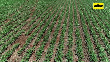 ABC Rural: Buen manejo de suelo se refleja en aumento de rendimientos (I)