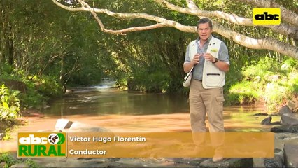 ABC Rural: Nutrición de vacas con cría al pie con balanceado pasto guasu