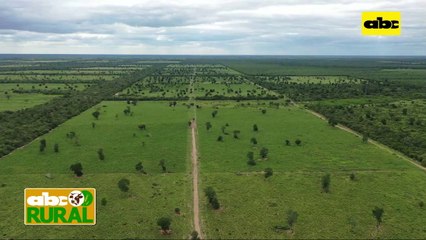 ABC Rural: Diferencia entre un bovino macho entero y uno castrado