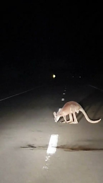 Australian kangaroo 🦘