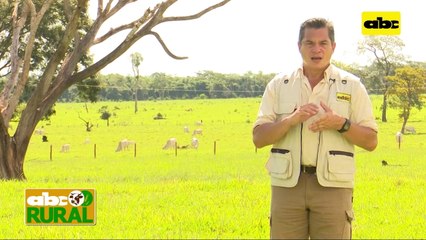 ABC Rural: Cría de la raza ovina Dorper y sus características